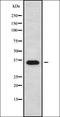 Replication factor C subunit 5 antibody, orb337860, Biorbyt, Western Blot image 