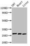 HscB Mitochondrial Iron-Sulfur Cluster Cochaperone antibody, CSB-PA816893LA01HU, Cusabio, Western Blot image 