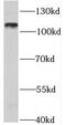 Rabenosyn, RAB Effector antibody, FNab07052, FineTest, Western Blot image 