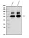 Shisa Family Member 6 antibody, A14975-1, Boster Biological Technology, Western Blot image 