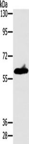 Ankyrin Repeat And SOCS Box Containing 3 antibody, TA349688, Origene, Western Blot image 