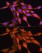 Autoimmune Regulator antibody, GTX30036, GeneTex, Immunocytochemistry image 