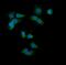 Hsp10 antibody, PA1790, Boster Biological Technology, Immunofluorescence image 