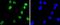 AT-Rich Interaction Domain 1A antibody, NBP2-67886, Novus Biologicals, Immunofluorescence image 