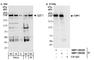 GBF1 antibody, NBP1-06526, Novus Biologicals, Western Blot image 