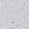 SERPINA1 antibody, HPA001292, Atlas Antibodies, Immunohistochemistry frozen image 