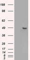 SRY-Box 17 antibody, TA500045, Origene, Western Blot image 