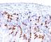 BrdU antibody, V3126IHC-7ML, NSJ Bioreagents, Immunohistochemistry frozen image 