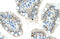 Nucleolar Protein 6 antibody, 29-461, ProSci, Western Blot image 
