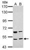 CUGBP Elav-Like Family Member 4 antibody, PA5-31849, Invitrogen Antibodies, Western Blot image 