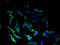 Corticotropin Releasing Hormone Receptor 1 antibody, A53655-100, Epigentek, Immunofluorescence image 