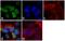 Cyclin E antibody, 32-1500, Invitrogen Antibodies, Immunofluorescence image 