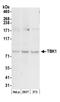 NAK antibody, A300-093A, Bethyl Labs, Western Blot image 