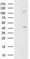 KAP1 antibody, TA502793S, Origene, Western Blot image 