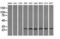 Replication Protein A2 antibody, M02067-1, Boster Biological Technology, Western Blot image 