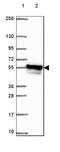 S-Phase Kinase Associated Protein 2 antibody, HPA054633, Atlas Antibodies, Western Blot image 