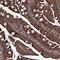Mitochondrial Ribosomal Protein S31 antibody, HPA039083, Atlas Antibodies, Immunohistochemistry paraffin image 