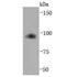 Transferrin Receptor antibody, NBP2-67189, Novus Biologicals, Western Blot image 