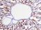 Glutathione Peroxidase 1 antibody, AF3798, R&D Systems, Immunohistochemistry paraffin image 