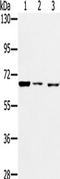 KOC antibody, TA322483, Origene, Western Blot image 