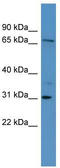 Ral Guanine Nucleotide Dissociation Stimulator Like 3 antibody, TA336019, Origene, Western Blot image 