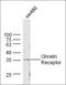 Growth Hormone Secretagogue Receptor antibody, orb157138, Biorbyt, Western Blot image 