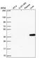 Spondin 2 antibody, PA5-66822, Invitrogen Antibodies, Western Blot image 