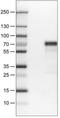 Myocyte Enhancer Factor 2C antibody, NBP2-30671, Novus Biologicals, Western Blot image 