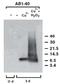 Dityrosine antibody, AM20243PU-S, Origene, Western Blot image 