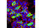 His tag antibody, 12698S, Cell Signaling Technology, Immunofluorescence image 