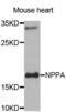Natriuretic Peptide A antibody, abx001353, Abbexa, Western Blot image 