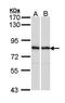Rac GTPase-activating protein 1 antibody, orb74028, Biorbyt, Western Blot image 