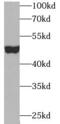 Gamma-enolase antibody, FNab05866, FineTest, Western Blot image 