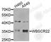 BUD23 RRNA Methyltransferase And Ribosome Maturation Factor antibody, A7317, ABclonal Technology, Western Blot image 