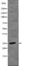 Chromobox 1 antibody, abx148969, Abbexa, Western Blot image 
