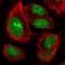 Zinc Finger Protein 593 antibody, HPA059387, Atlas Antibodies, Immunofluorescence image 