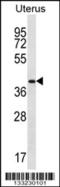 Olfactory Receptor Family 2 Subfamily V Member 2 antibody, 56-966, ProSci, Western Blot image 