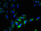 5-Hydroxytryptamine Receptor 3D antibody, LS-C399349, Lifespan Biosciences, Immunofluorescence image 