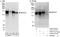 Nuclear Factor Of Activated T Cells 3 antibody, A303-571A, Bethyl Labs, Western Blot image 