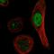 DNA repair protein XRCC3 antibody, HPA062422, Atlas Antibodies, Immunofluorescence image 
