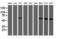 Akt antibody, LS-C173713, Lifespan Biosciences, Western Blot image 