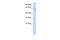 Zinc Finger And BTB Domain Containing 7A antibody, 25-389, ProSci, Enzyme Linked Immunosorbent Assay image 