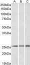 Cysteine And Glycine Rich Protein 2 antibody, MBS420443, MyBioSource, Western Blot image 