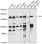 Zinc finger RNA-binding protein antibody, 15-466, ProSci, Western Blot image 