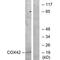 Cytochrome C Oxidase Subunit 4I2 antibody, PA5-49919, Invitrogen Antibodies, Western Blot image 