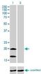 NADH dehydrogenase [ubiquinone] iron-sulfur protein 4, mitochondrial antibody, H00004724-M01, Novus Biologicals, Western Blot image 