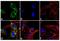 Angiopoietin Like 4 antibody, 710186, Invitrogen Antibodies, Immunofluorescence image 