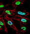 NK1 Homeobox 1 antibody, A16315, Boster Biological Technology, Immunofluorescence image 