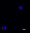 Laminin subunit beta-1 antibody, NBP1-51558, Novus Biologicals, Immunofluorescence image 