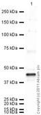 Indian Hedgehog Signaling Molecule antibody, ab39634, Abcam, Western Blot image 
